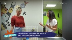 Ειδική κτηνίατρος συμβουλεύει τι πρέπει να κάνουμε εάν βρούμε ένα τραυματισμένο πτηνό