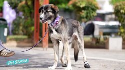 Η συγκινητική ιστορία της Aisha, μίας γεννημένης μαχήτριας 