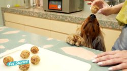 Πως να φτιάξετε εύκολα και γευστικά energy balls για το σκυλάκι σας