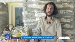 Η επιστροφή της ξηρικής αμυγδαλοκαλλιέργειας στην Τζια