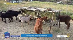 Σίφνος: Ζώντας για λίγο στον ρυθμό της φάρμας 