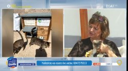 Οι φιλόζωοι εθελοντές της Σίφνου - Υιοθετήστε και σώστε ένα γατάκι 