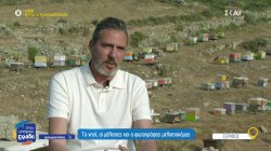 Σέριφος: Το νησί, οι μέλισσες και ο μελισσοκόμος - φωτογράφος 
