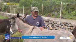 Γηροκομείο για γαϊδουράκια: Ζώα εργασίας με... σύνταξη αγάπης 