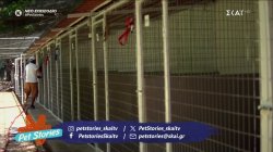 Όλα όσα πρέπει να ξέρουμε για τα ξενοδοχεία για γάτες και σκύλους