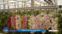 Ανάμεσα στις ορχιδέες του Μεσοκάμπου Σάμου, γνωρίζουμε τα αδέλφια που δημιούργησαν ένα πολύχρωμο παράδεισο 