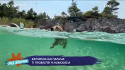 Κατοικίδια και παραλία: Τι προβλέπει η νομοθεσία;