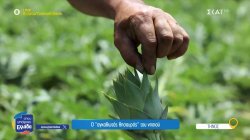 Τήνος: Ο αγκαθωτός θησαυρός του νησιού 