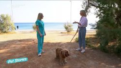 Ζέστη και κατοικίδια: Τι πρέπει να προσέξουμε;