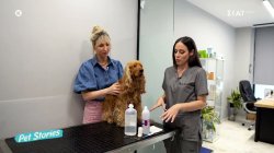 Τι πρέπει να περιλαμβάνει το κιτ πρώτων βοηθειών για εκδρομές και διακοπές με το κατοικίδιό σας 