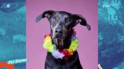 Όταν η δυνατή σχέση ζώων με τον κηδεμόνα τους αποτυπώνεται στα πιο τρυφερά κλικ 