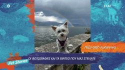 Οι φωτογραφίες και τα βίντεο με τα κατοικίδιά σας 