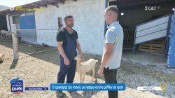 Ο τυροκόμος της Κιμώλου, μια φάρμα και ένα μέλλον σε κρίση