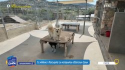 Πάρος: Ένα καταφύγιο πρότυπο για τα αδέσποτα του νησιού που είναι σε κίνδυνο η λειτουργία του