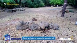 Λήμνος: Αγριοκούνελα υπό... διωγμό