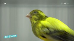  Η σωστή φροντίδα για τα πτηνά