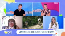 Αδέσποτα στην Ξάνθη: Ζωές σε αθλιότητα, ανάγκη για άμεση σωτηρία 