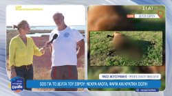 SOS για το Δέλτα του Έβρου: Νεκρά άλογα και ψάρια - Κρατική σιωπή 