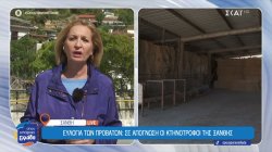 Ευλογιά των προβάτων: Σε απόγνωση οι κτηνοτρόφοι της Ξάνθης 
