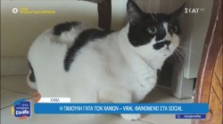 Η παχουλή γατούλα των Χανιών, που έγινε viral φαινόμενο στα social media 