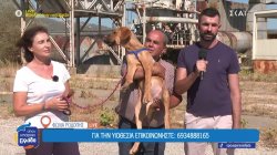 Φωλιά Ροδόπης: Η συγκλονιστική διάσωση σκύλου από εργοτάξιο πίσσας 