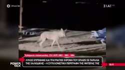 Λύκος επιτέθηκε και τραυμάτισε 5χρονη που έπαιζε σε παραλία της Χαλκιδικής, η περιγραφή της μητέρας της