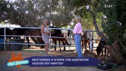 Help Horses: Η ιστορία των αδέσποτων αλόγων του Υμηττού 