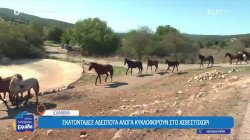 Εκατοντάδες αδέσποτα άλογα κυκλοφορούν στο Ασβεστοχώρι