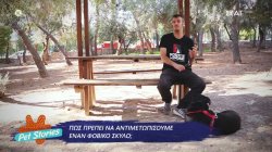 Πως πρέπει να αντιμετωπίσουμε έναν φοβικό σκύλο;