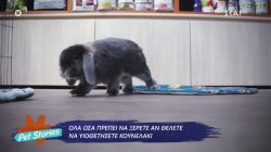 Όλα όσα πρέπει να ξέρετε αν θέλετε να υιοθετήσετε κουνελάκι