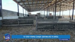 Οι κτηνοτρόφοι της Θεσσαλίας μετρούν τις πληγές τους από την ευλογιά 