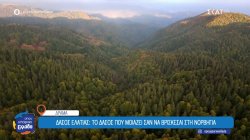 Μαγειρεύουμε ένα διαφορετικό ριζότο, στο πανέμορφο δάσος Ελατιάς Δράμας 