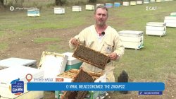 Τρυπητή Ηλείας: Ο viral μελισσοκόμος της Ζαχάρως 