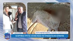 Καταρροϊκός πυρετός: Κρίσιμη κατάσταση για την κτηνοτροφία στην Πηνεία 