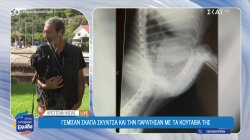 Κρέστενα Ηλείας: Γέμισαν σκάγια σκυλίτσα και την παράτησαν με τα κουτάβια της