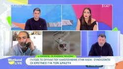 Γλίτωσε το σκυλάκι που κακοποιήθηκε στην Ηλεία - Συνεχίζονται οι έρευνες για τον δράστη