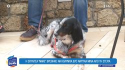 Απίστευτη διάσωση σκυλίτσας που βρέθηκε στην θάλασσα