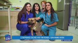 Καρδίτσα: 48χρονος έσερνε σκύλο δεμένο στο αυτοκίνητο του - Ο Πάτροκλος επέζησε και ψάχνει αγάπη 