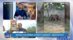 Κοζάνη: Αρκούδες στους δρόμους, κάτοικοι σε ανασφάλεια - Αναζητείται λύση 