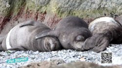 Ταξίδι στον κόσμο της υπέροχης αλλά και σπάνιας μεσογειακής φώκιας – Η οργάνωση MOm