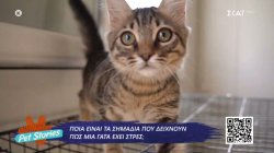 Ποια είναι τα σημάδια που δείχνουν πως μια γάτα έχει στρες; 