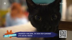 Γνωρίστε την Κίρα, την πρώτη γάτα influencer στην Ελλάδα 