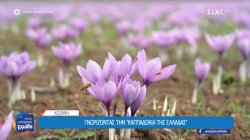 Ο κρόκος της Κοζάνης, το κόκκινο χρυσάφι που δοκιμάζεται από την κλιματική κρίση