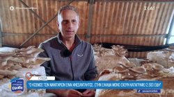 Ο μαγικός κόσμος των μανιταριών - Στην Ελλάδα έχουν καταγραφεί 2.500 είδη 