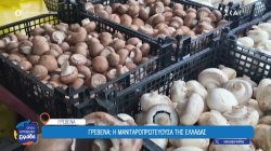 Γιατί τα Γρεβενά έχουν τον τίτλο της «μανιταροπρωτεύουσας» της Ελλάδας