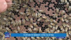 Το χρυσάφι του Μαινάλου, η ψυχή της Βυτίνας είναι το ιδιαίτερο μέλι της περιοχής 