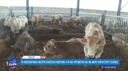 Ημαθία: Μοσχαράκια ακούν κλασική μουσική για να ηρεμούν και να μην παράγουν τοξίνες 