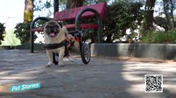 Η συγκινητική ιστορία του Πάρη, ενός ανάπηρου σκύλου που ποτέ δεν το βάζει κάτω 