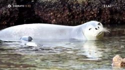 Pet Stories | Trailer | 29/11/2025