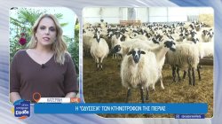 Κατερίνη: 600 πρόβατα θανατώθηκαν και μια οικογένεια παλεύει περιμένοντας την αποζημίωση